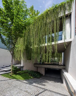 An exterior section of the concrete building featuring cascading vine next to a tree. Photographed during the day