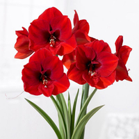 Hippeastrum (Galaxy Group) 'Red Lion' | £11.99