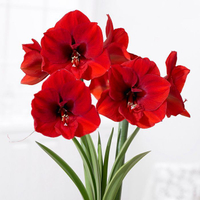 Hippeastrum(银河群)《红狮》11.99英镑