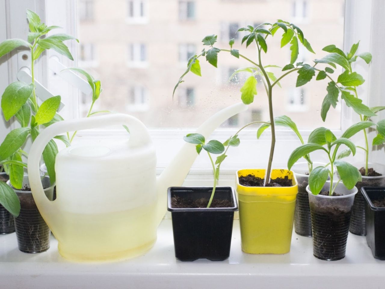 Vegetable Cuttings In Containers On The Windowsill