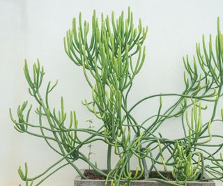 Euphorbia tirucalli plant in pot on white wall