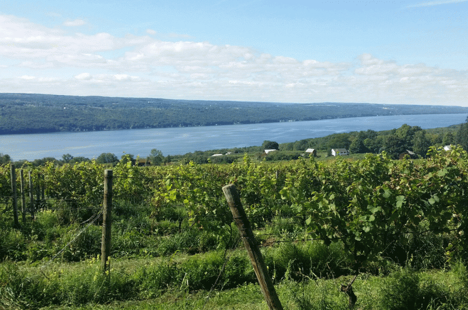 Argetsinger Vineyard, Finger Lakes, NY