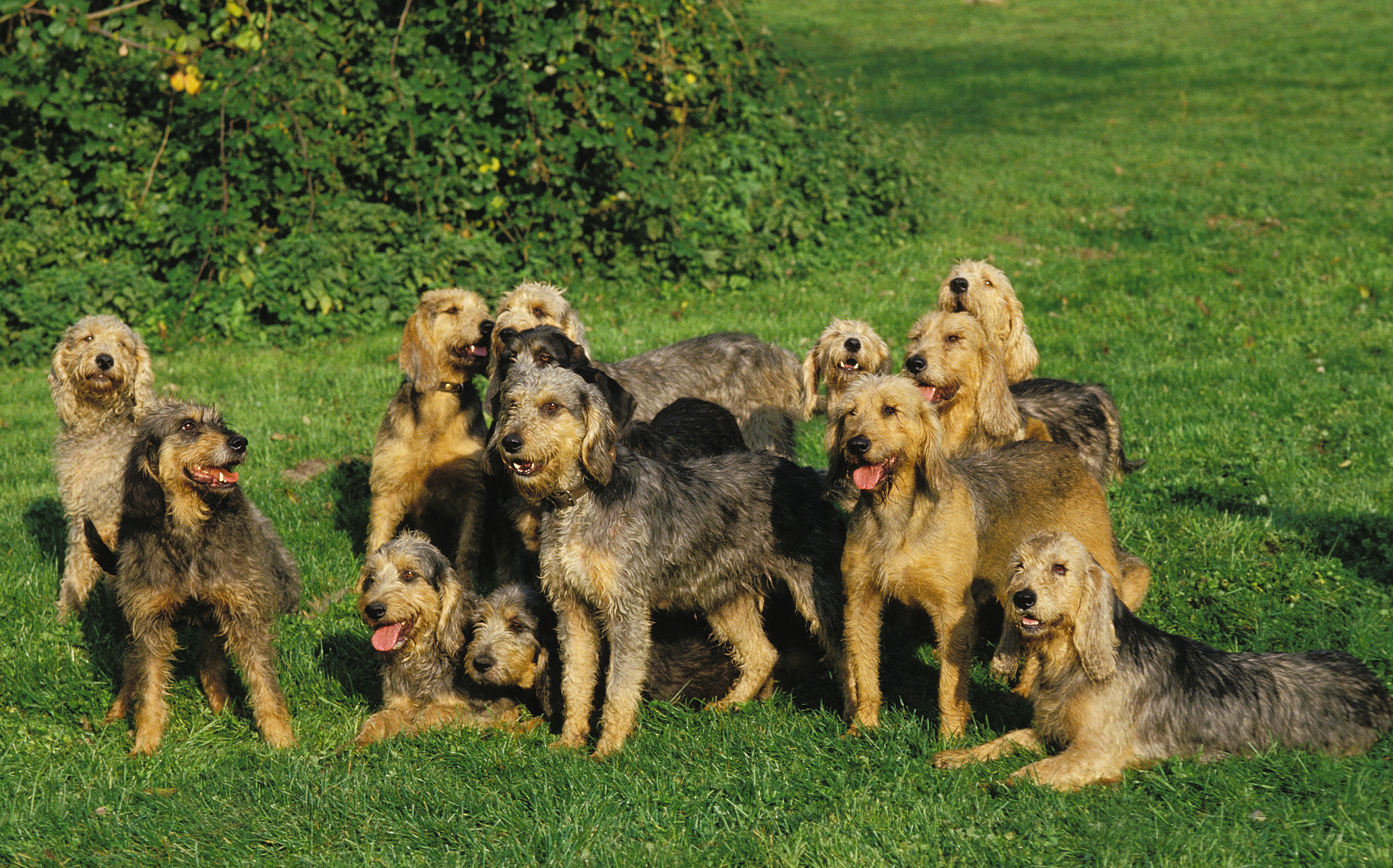 A group of Griffon-Nivernais hounds standing together outdoors, their wiry grey coats and rugged appearance typical of the breed.