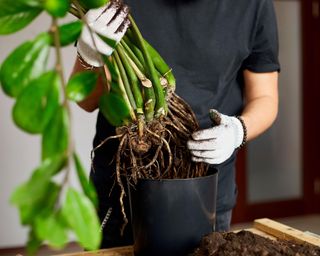 Repotting a Zamioculcas houseplant in spring