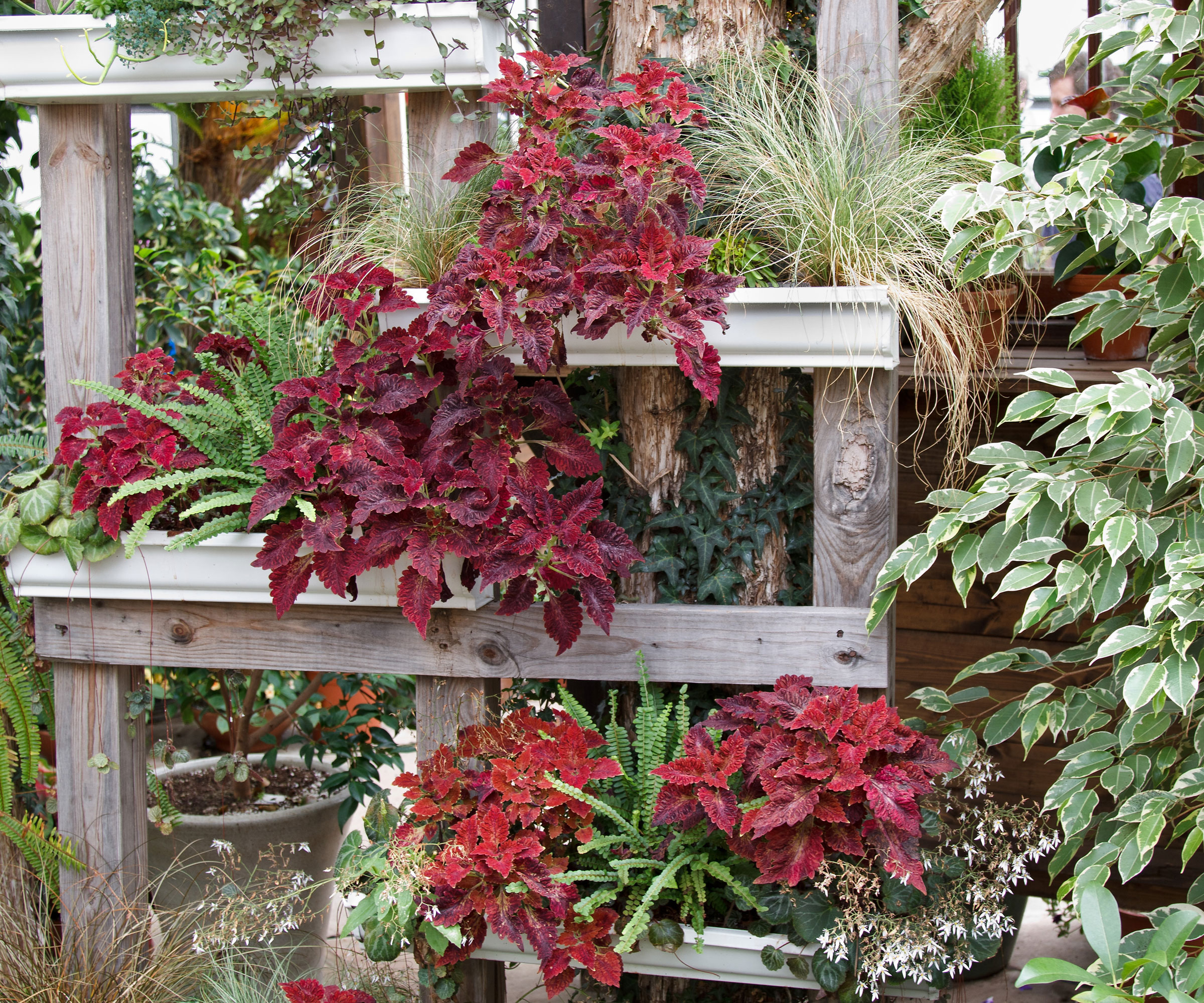 thriller filler spiller containers in vertical display of red and green foliage