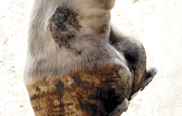 Leucocytoclastic-vasculitis.jpg