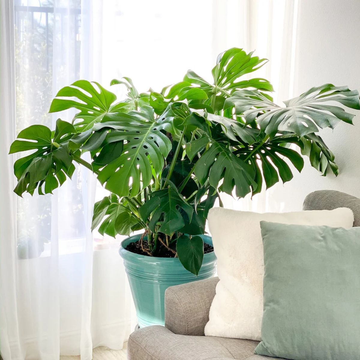 Swiss cheese plant