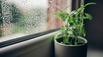 Houseplant on rainy windowsill