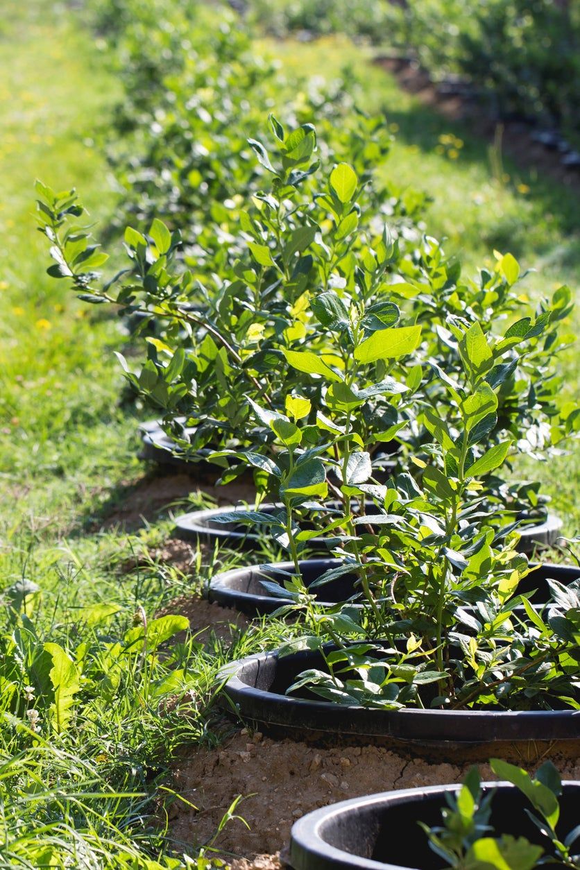 Row Of Inground Planters Of Small Fruit Bearing Shrubs