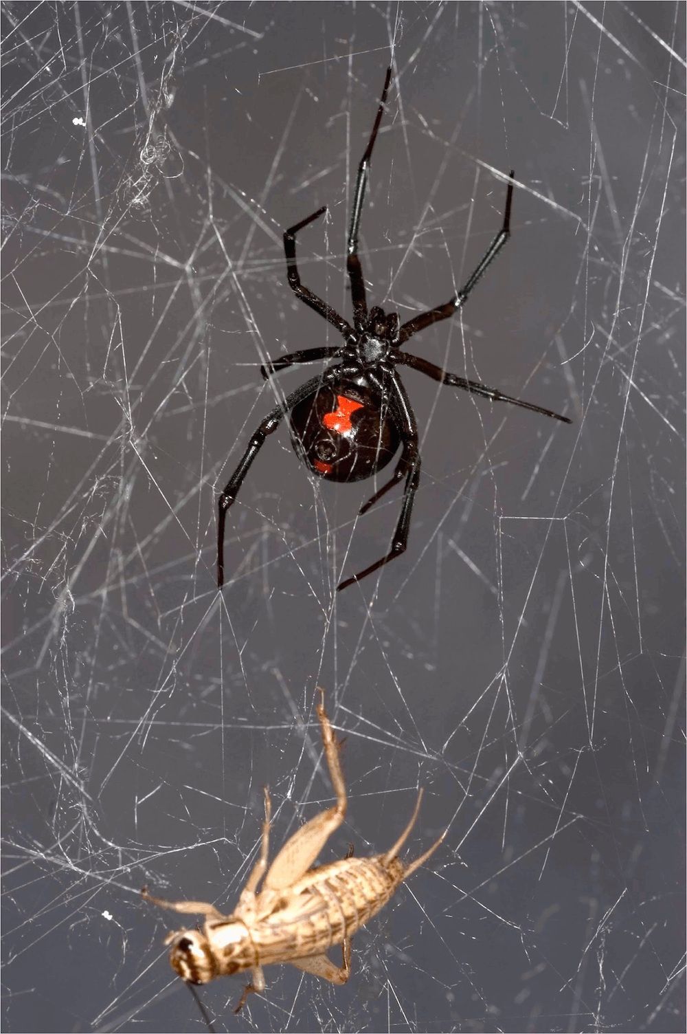 A black widow and cricket in a web.