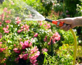 watering roses with hose in garden