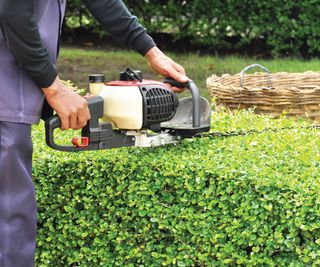 Gardener holding a mechanical hedge trimmer to cut back a hedge which is at mid height