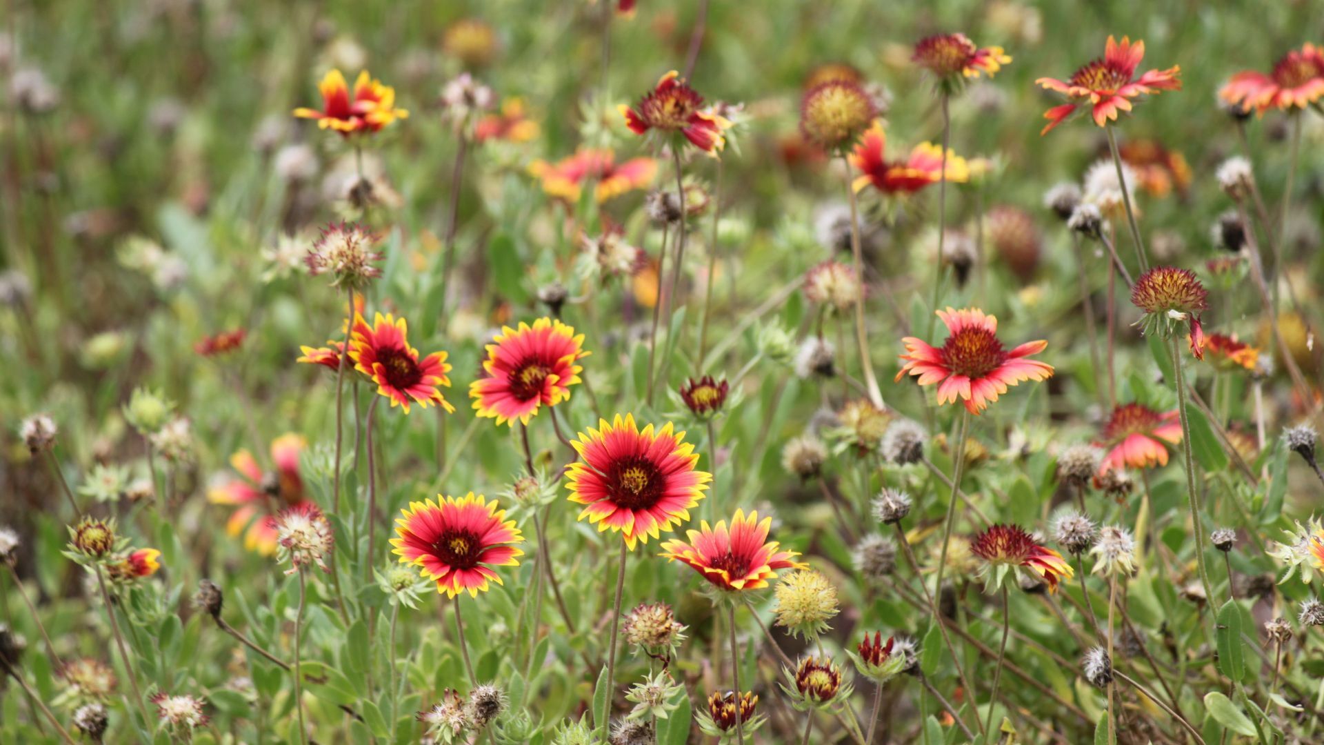 Field of gaillardia blanket flowers with red centers and yellow-tipped petals among seed heads