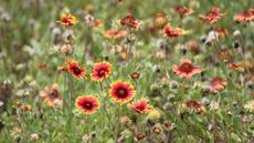 Blanket flower