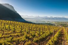 savoie wines