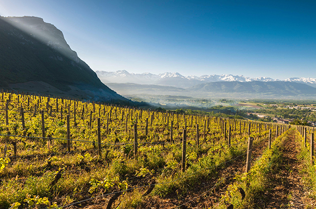 savoie wines