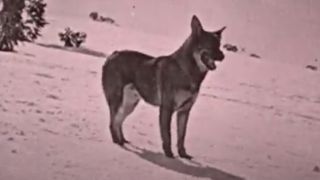 Rin-Tin-Tin in Where the North Begins