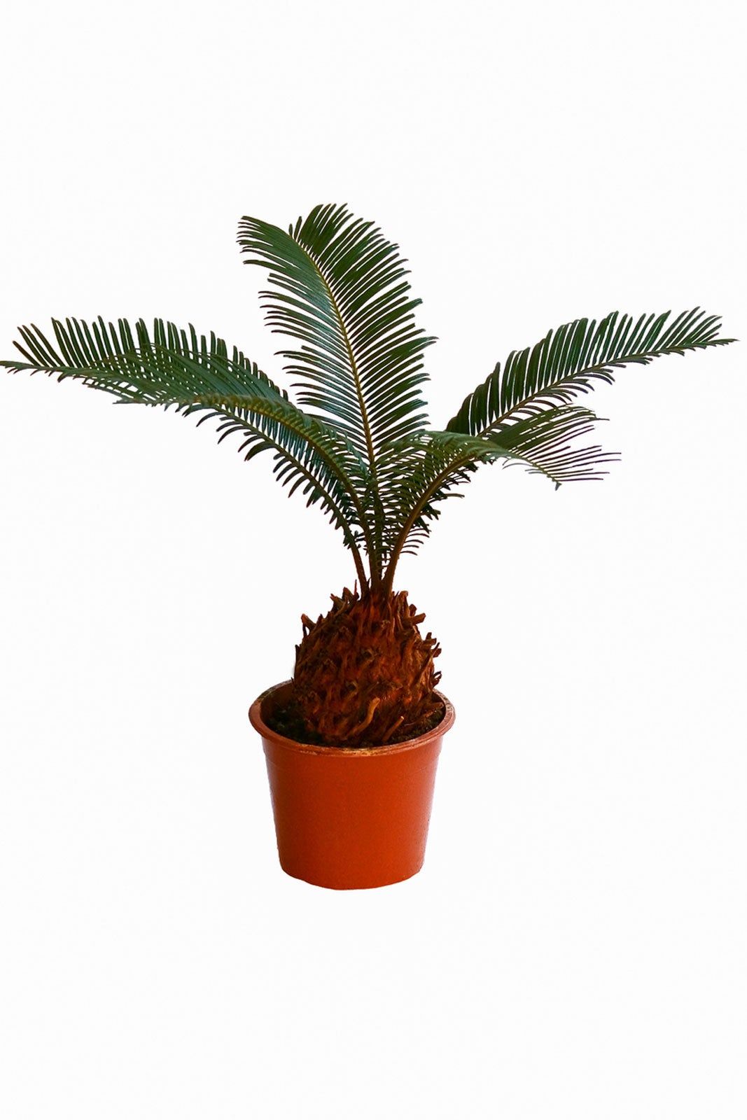 Potted Sago Palm Plant