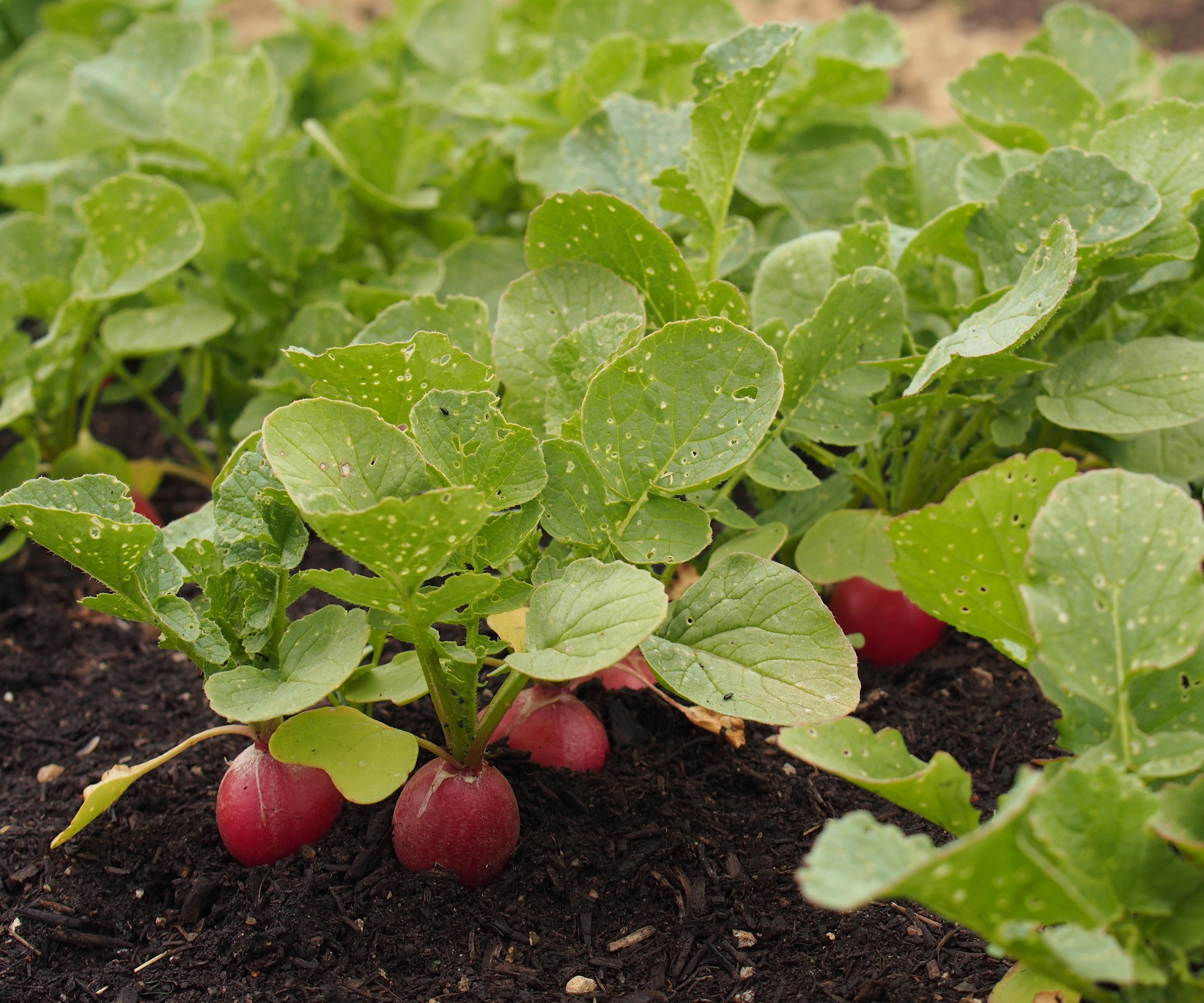Flea beetle damage on radishes