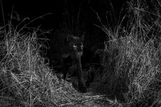 African Black Leopard, Photographed at Laikipia Wilderness Camp, Kenya, 2019