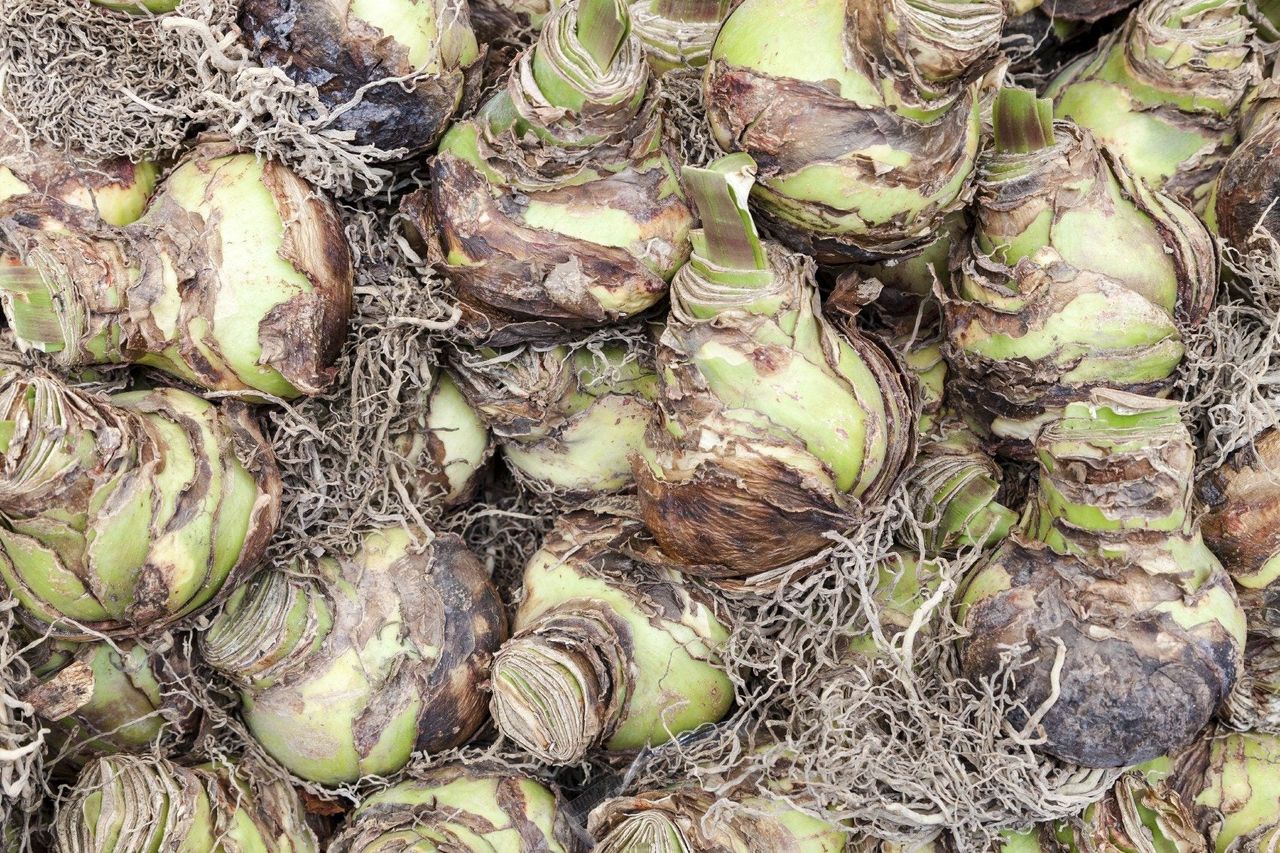 Plethora of Amaryllis Bulbs