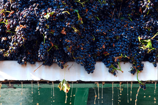 Pinot Noir harvest at the Francis Ford Coppola Winery, Sonoma County