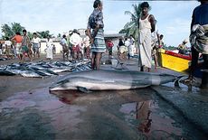 Fraser&rsquo;s dolphin in a fishing market in Sri Lanka