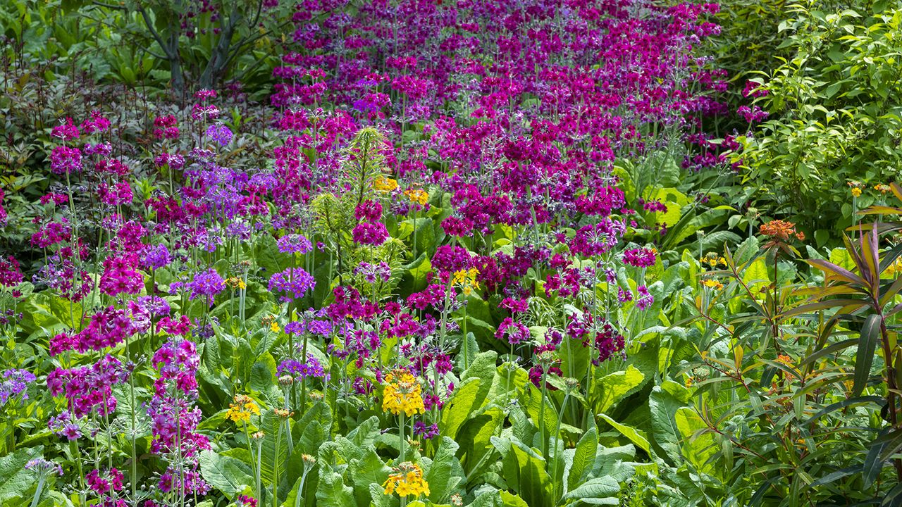 Candelabra Primulas growing in a streamside garden in late May