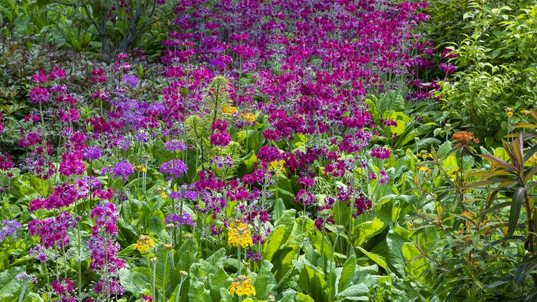 Part-shade perennials: 11 picks for your backyard | Homes & Gardens