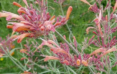 sunset hyssop