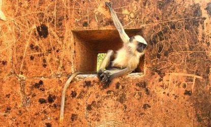 A Languar monkey in Rajasthan, India.