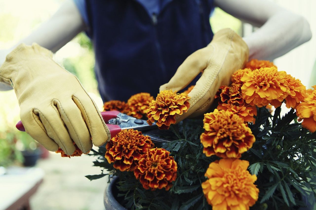 Gardener Deadheading Marigold Flower