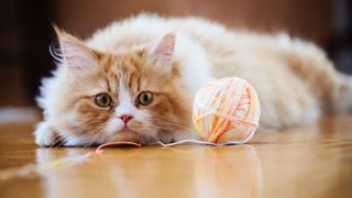 Cat staring at ball of wool