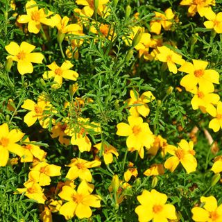 Signet Marigold Flower Garden Seeds 