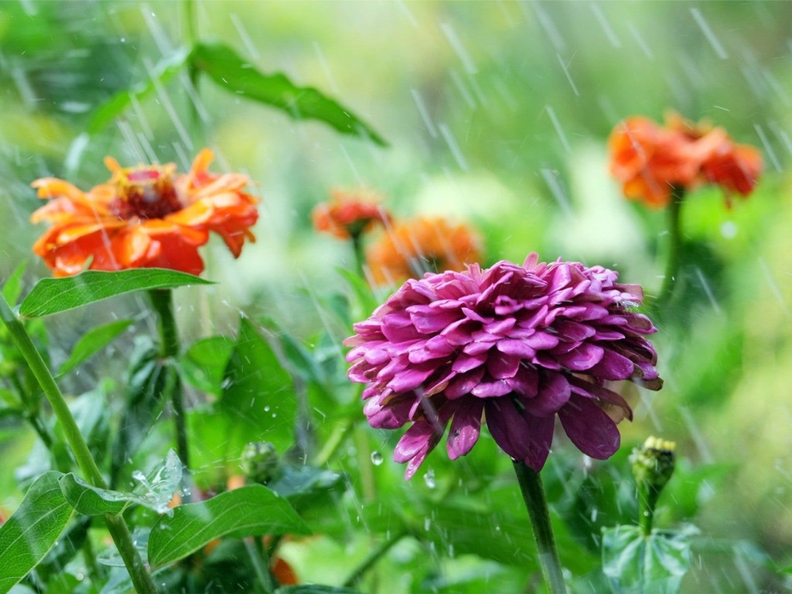 Tips For Watering Zinnias How Often To Water Zinnias Gardening Know How