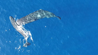 Aerial view of a sperm whale headbutting another sperm whale.