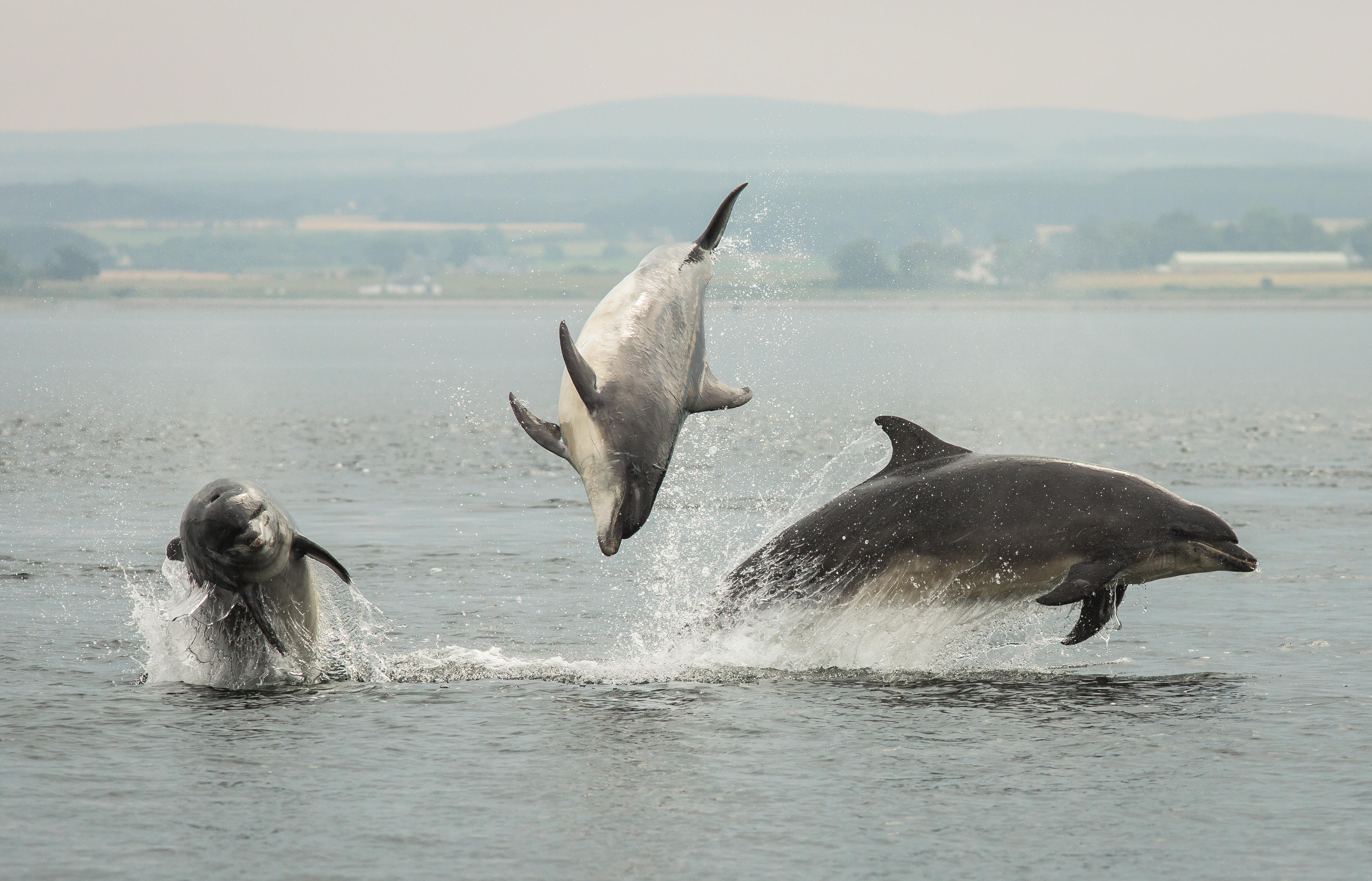 Three bottlenose dolphins breaching