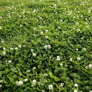 Outsidepride Perennial White Dutch Clover Seed