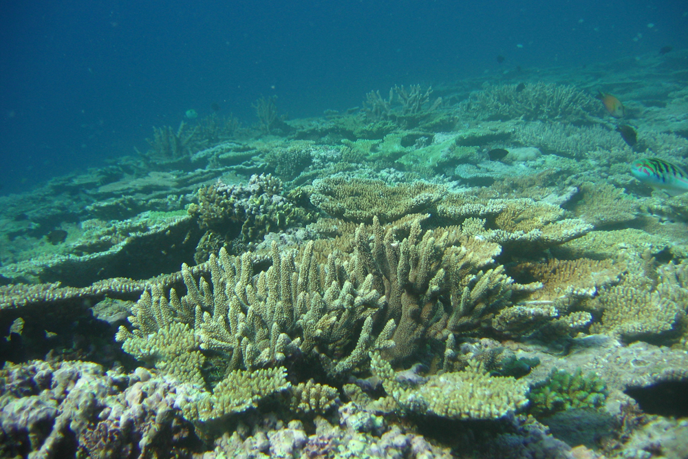 Image Gallery: Great Barrier Reef Through Time | Live Science