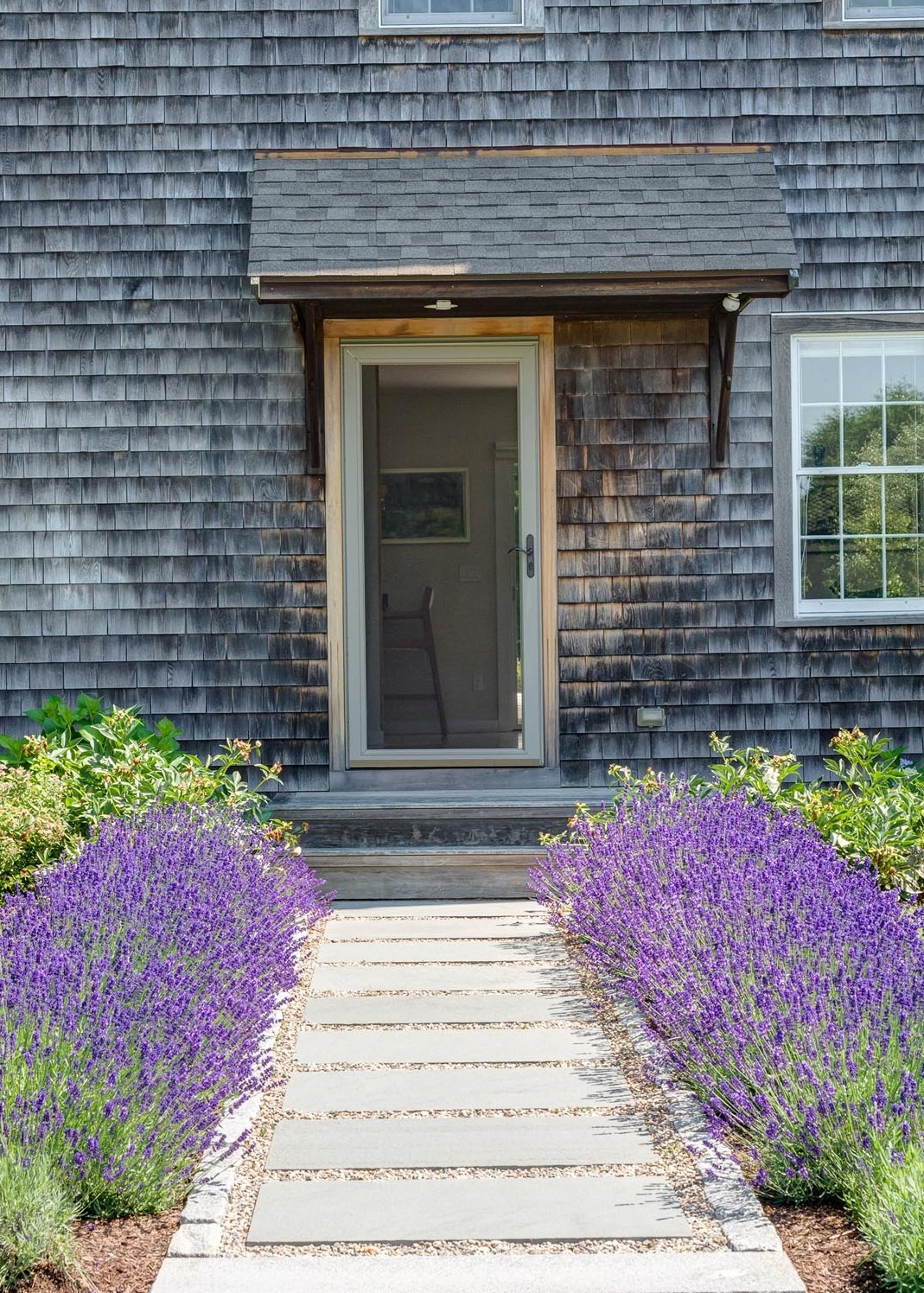 lavender plants lining a pathway
