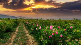 a Bulgarian rose field at sunset