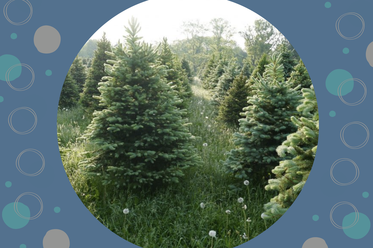 A collage showing a rent a Christmas tree farm