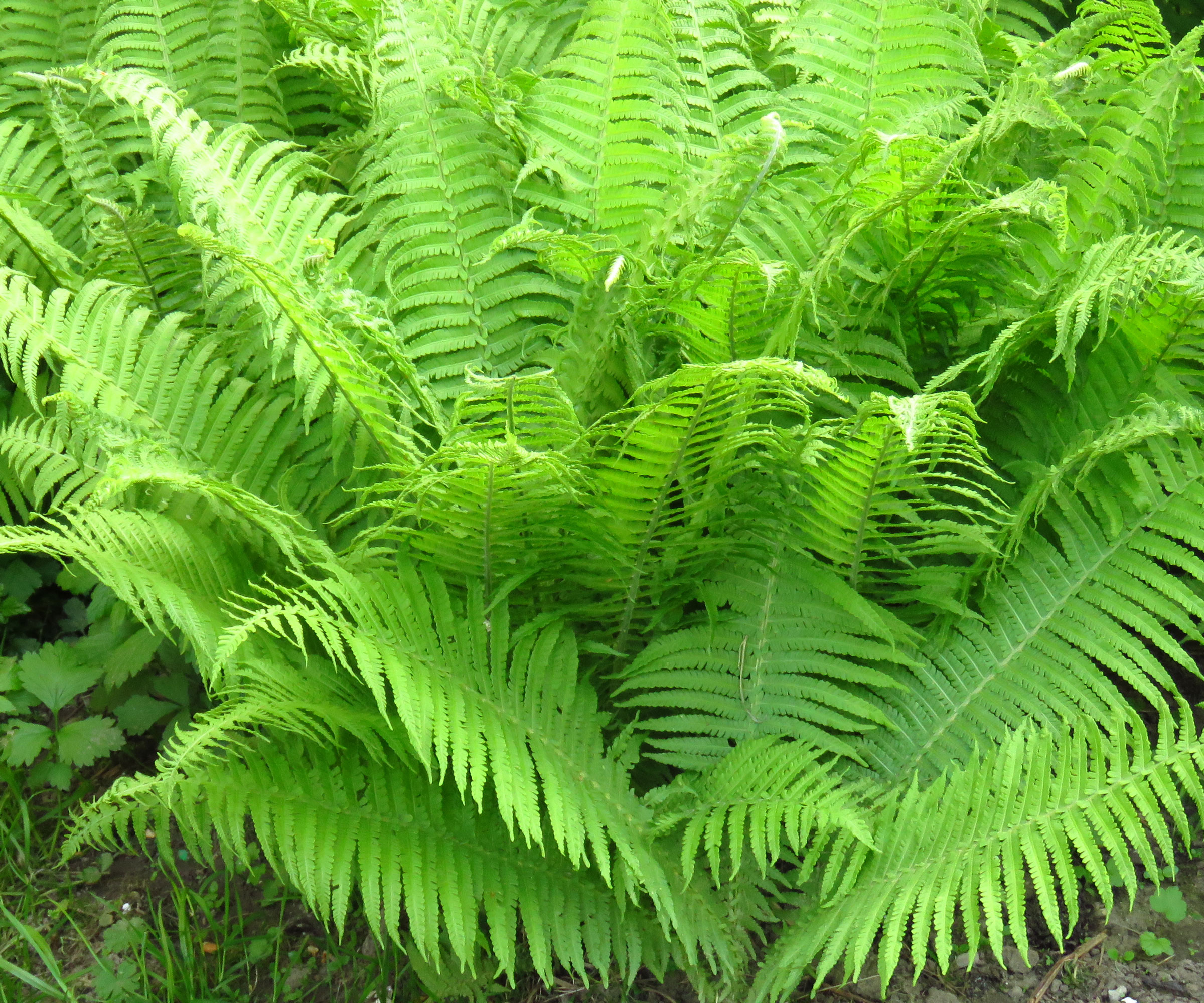 lady fern with large arching fronds