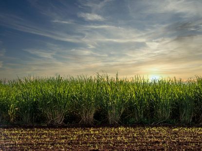 Sun Setting Over A Sugarcane Plant