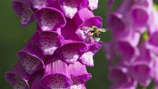 Foxgloves are great flowers to attract bees