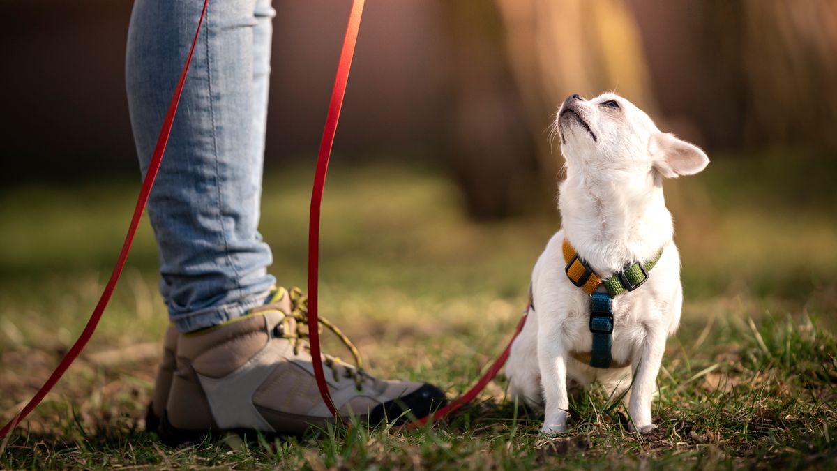 Chihuahua on a leash sitting on the ground peering up at owners