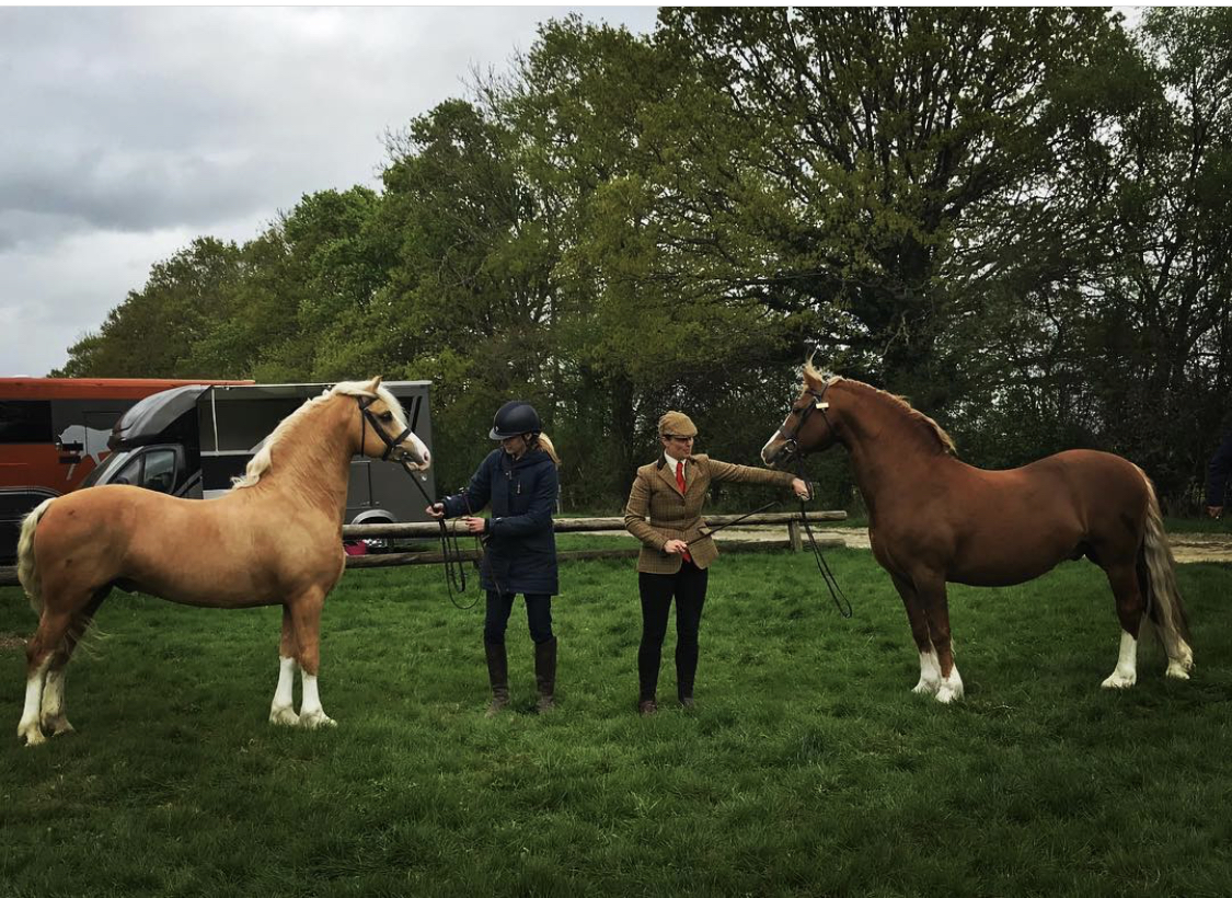 Palomino stallion Thistledown Rockin Robin gives Chloe Chubb her first Royal International M&amp;M title ten years after she competed his sire Popsters Loaded Weapon there