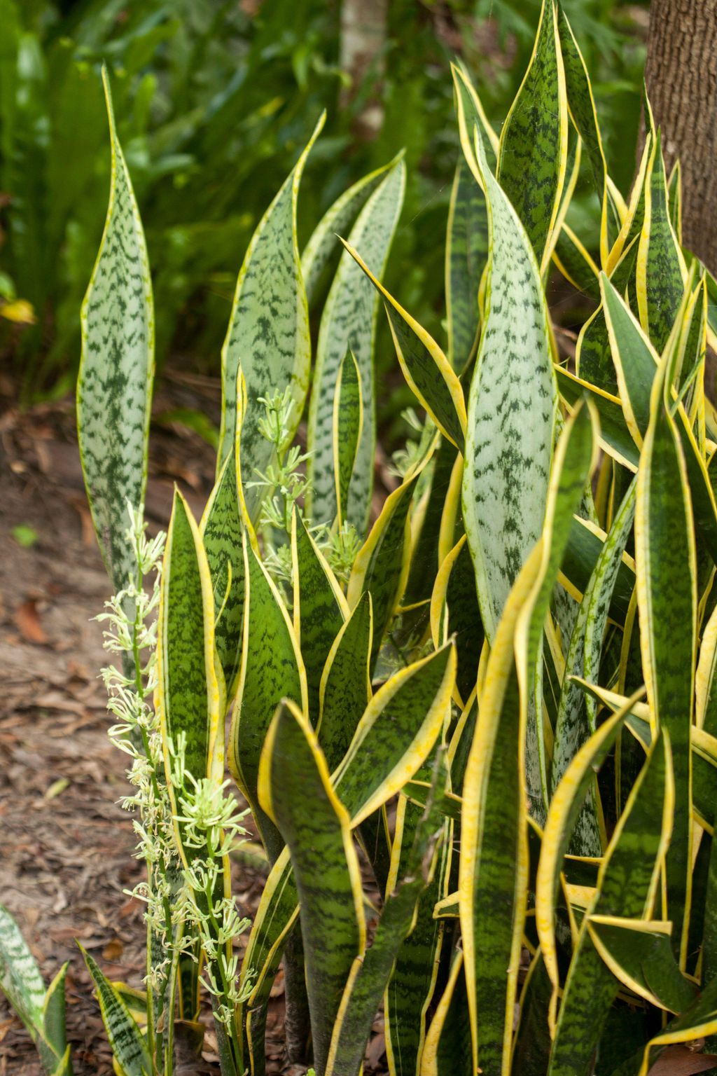 Can snake plants live outside? Expert garden advice | Homes & Gardens