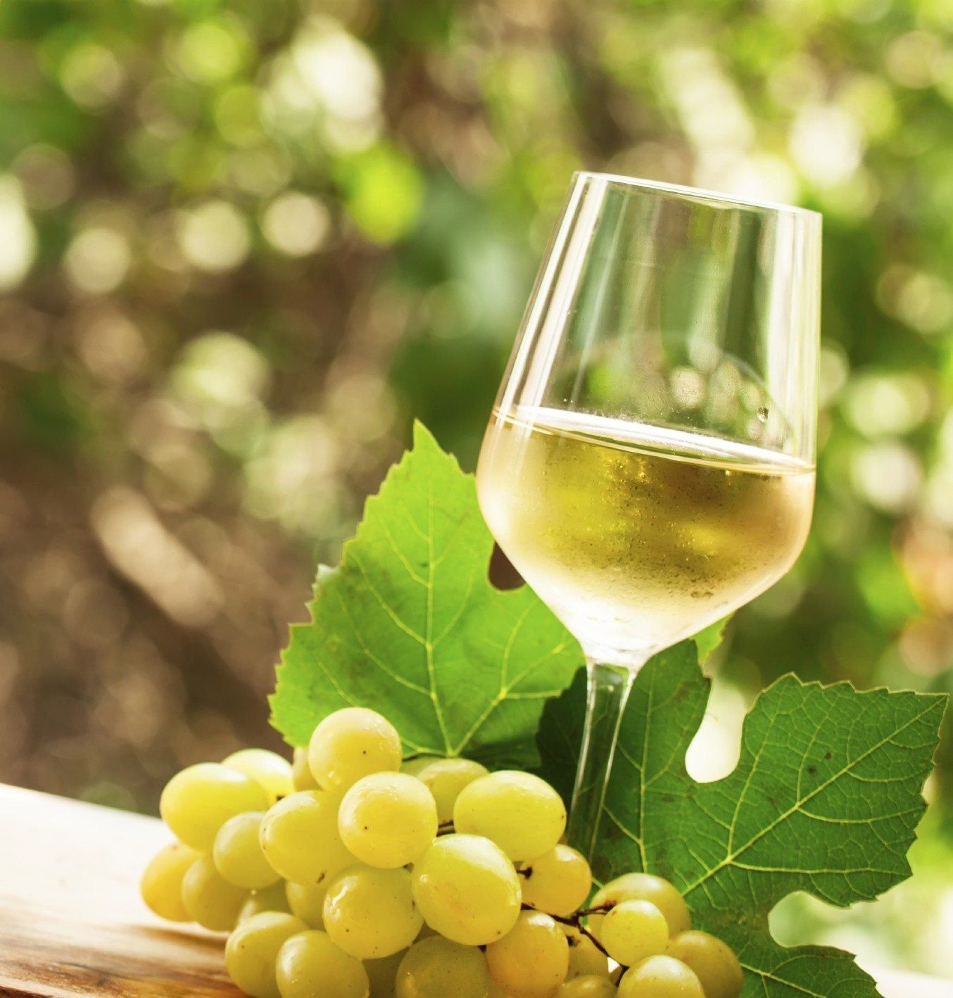 Best Grapes For Home Winemaking - Which Grapes Are Used To Make Wine