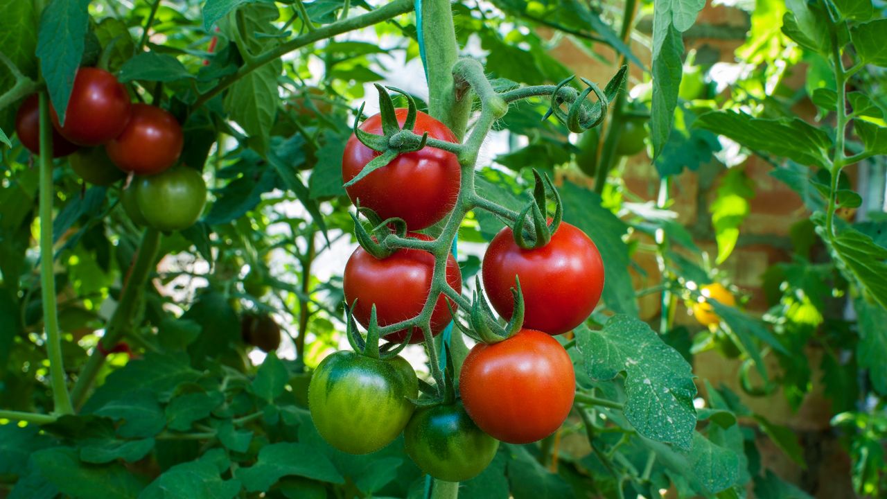 Tomatoes growing on plant